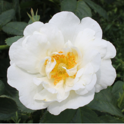 Růže Bílá v Jojobě