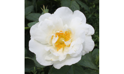 Růže Bílá v Jojobě