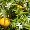 Grapefruit