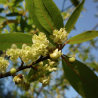 Litsea Cubeba