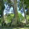 Elemi