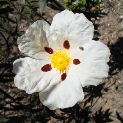 Aqua floral Cistus - Růže skalní