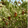 Zlatá Jojoba